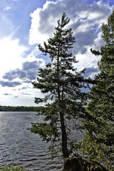 Pine growing on the banks of the river amid clouds — Stock Photo, Image