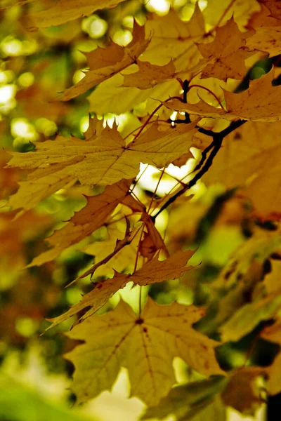 Bright autumn foliage in the park — Stock Photo, Image