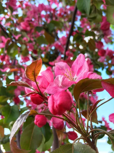 Florecientes flores de manzana roja en el parque de la ciudad en un día de primavera con el telón de fondo de hierba verde y cielo azul — Foto de Stock