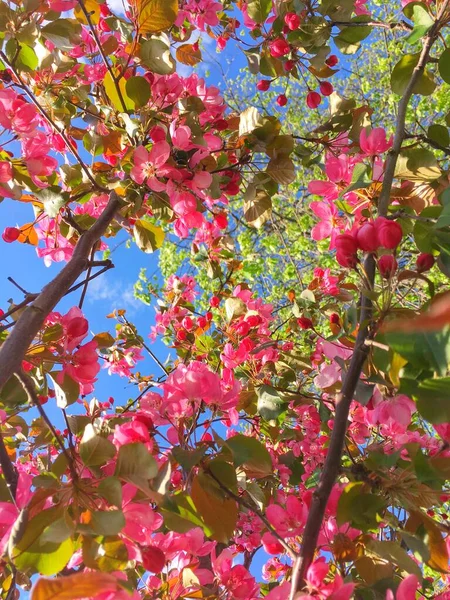 Bir bahar günü, yeşil çimenlerin ve mavi gökyüzünün arkaplanına karşı şehir parkında çiçek açan kırmızı elma. — Stok fotoğraf