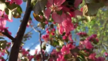 Bir bahar günü, yeşil çimenlerin ve mavi gökyüzünün arkaplanına karşı şehir parkında çiçek açan kırmızı elma.