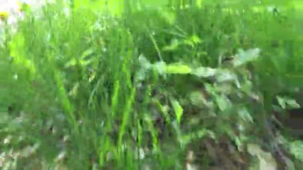 Трафік в зеленій траві в літній день — стокове відео
