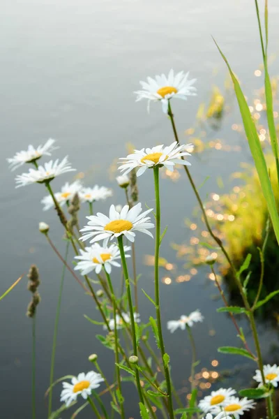 Flores de manzanilla blanca en una teffa verde en la orilla del río al atardecer —  Fotos de Stock