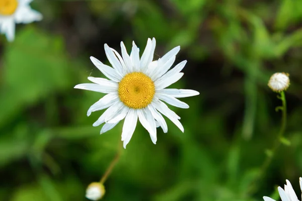 Flores de manzanilla blanca en una teffa verde en la orilla del río al atardecer —  Fotos de Stock