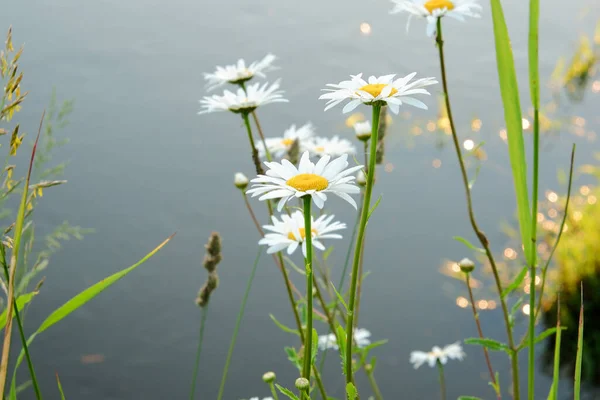 Flores de manzanilla blanca en una teffa verde en la orilla del río al atardecer —  Fotos de Stock