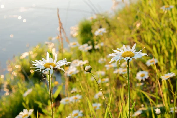 Flores brancas de camomila em um teffa verde na margem do rio ao pôr do sol — Fotografia de Stock