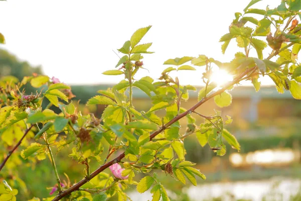 Flores rojas en una rama en follaje verde sobre el fondo del río y la puesta del sol —  Fotos de Stock