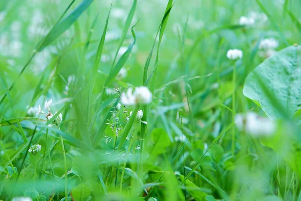 Flores blancas en hierba verde en el bosque —  Fotos de Stock