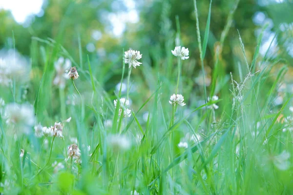 Flores blancas en hierba verde en el bosque —  Fotos de Stock