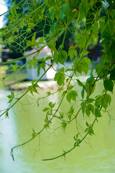 Grøn plante mod søen i byens park - Stock-foto