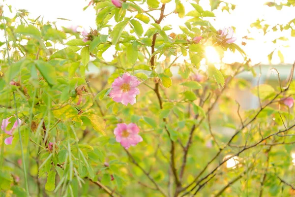 Flores rojas en una rama en follaje verde sobre el fondo del río y la puesta del sol —  Fotos de Stock