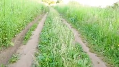 Ağaçların arasındaki orman yolu yeşil otlarla kaplanmış.