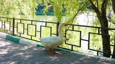 Kazlar göl kenarındaki şehir parkında yürürler.