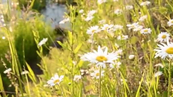 Flores brancas de camomila em um teffa verde na margem do rio ao pôr do sol — Vídeo de Stock