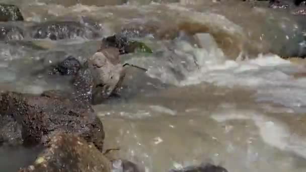Flusso di acqua attraverso rocce e rapide — Video Stock