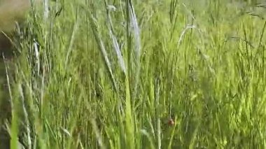 Ağır çekim. Sıcak bir yaz gününde çayır çimenleri