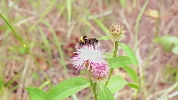 En cámara lenta. Una abeja en una flor rosa en un campo. Vuelo de la abeja — Vídeo de stock