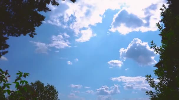 Timelapse 입니다. 화창 한 날 숲 과 나무의 배경에 구름 이 끼어 있는 모습 — 비디오
