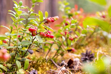 Bir yaz günü, yeşil çimlerin arasında dallardaki kırmızı dutlar. Çilek. Orman