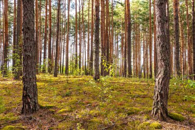 Güneşli bir yaz gününde yeşil çimlerle kaplı kozalaklı orman..
