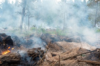 Yanmış bir ağacın kömürlerinde ateş ve duman. Orman yangını.