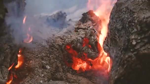 燃烧的树的煤上冒着火和烟。森林火灾 — 图库视频影像