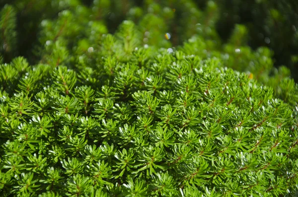 Hydrilla verticillata i Thailand — Stockfoto