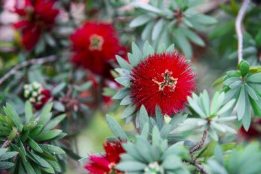 Kızıl çalı söğüdü, Combretum eritrofilyum (Burchell) Sonder