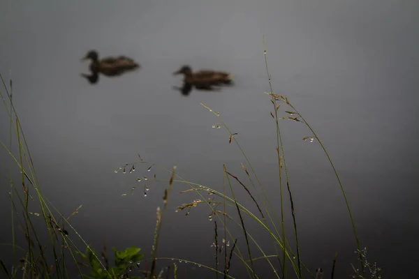 Two Ducks Mist — Stock Photo, Image