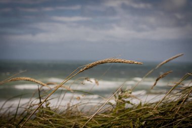 A straw bending in the wind clipart