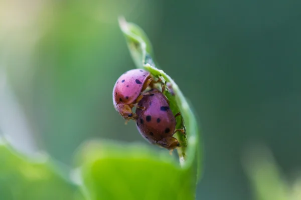 Insetti accoppiamento — Foto Stock