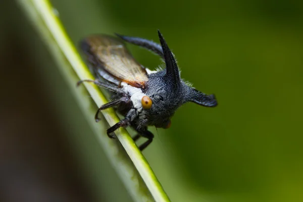 Mšice, zvláštní treehopper (Membracidae) — Stock fotografie