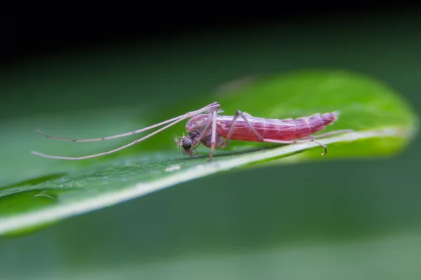 Yaprak biti, garip treehopper (Membracidae) — Stok fotoğraf