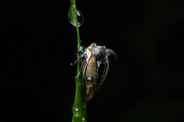 Mšice, zvláštní treehopper (Membracidae) — Stock fotografie