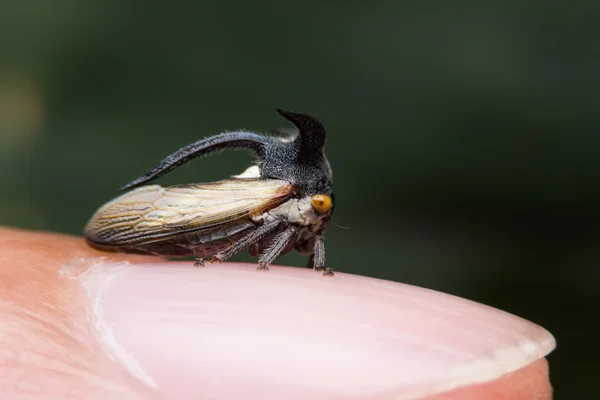 Afidi, Cavalletta strana (Membracidae ) — Foto Stock