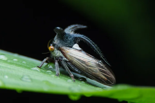 Afidi, Cavalletta strana (Membracidae ) — Foto Stock