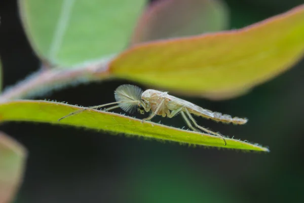 Jején adulto macho (Chironomidae) Close up. Super Macro —  Fotos de Stock