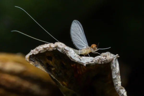 カゲロウ スーパー マクロ、ノンタブリー、タイの昆虫 — ストック写真