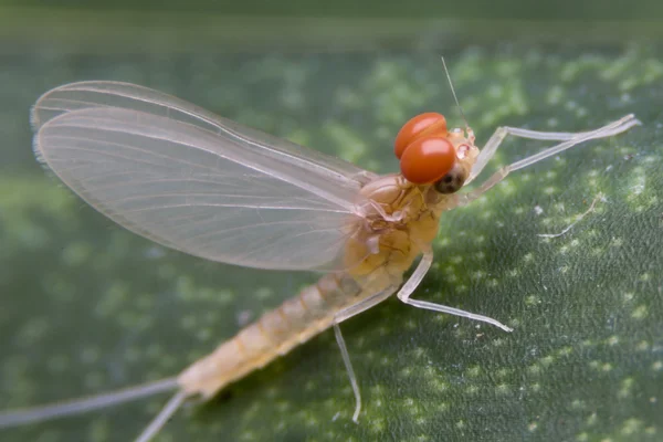 Mayfly Super Macro, Insect in Nonthaburi Thailand