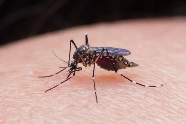 Primo piano di una zanzara che succhia sangue — Foto Stock