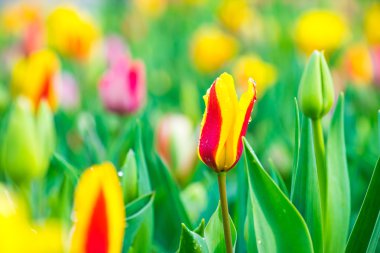 Lale çiçek alanları Hollanda