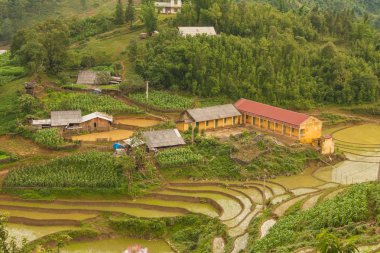 Kedi kedi şehir Sapa, Vietnam