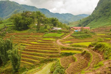 Kedi kedi şehir Sapa, Vietnam