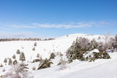 Dağlarda kış, parlak güneş karlı tepelerde ve Noel ağaçlarında parlıyor.