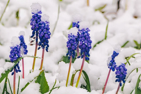 Mouscari flor azul sob a neve, close-up — Fotografia de Stock