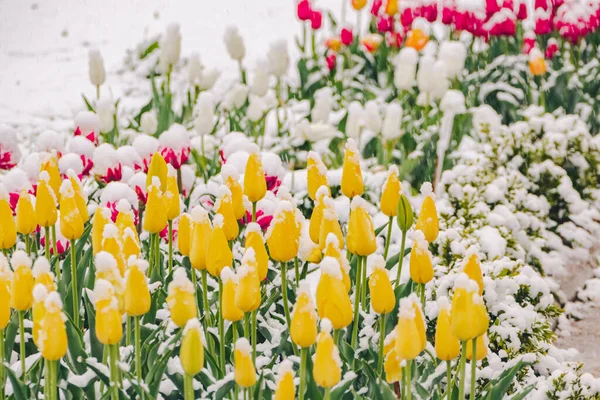 早春雪地里的黄色和粉色郁金香 — 图库照片