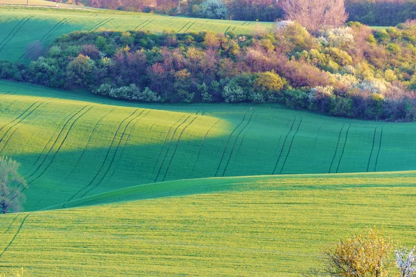 Toscane morave en République tchèque — Photo