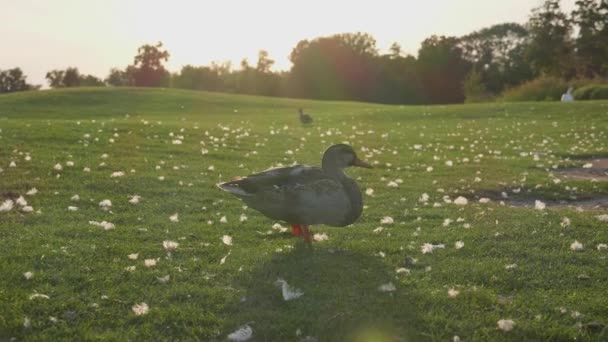 Gün batımında çimlerde ördek — Stok video