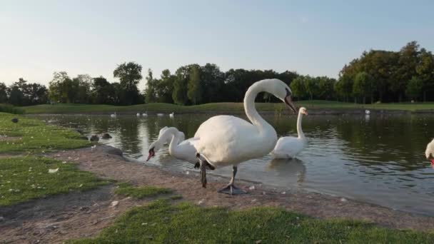 Лебеді на озері в парку на заході сонця. — стокове відео