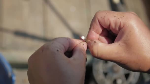 Fisherman strung worm bait on fishing hook. Close ups shot — Stock Video